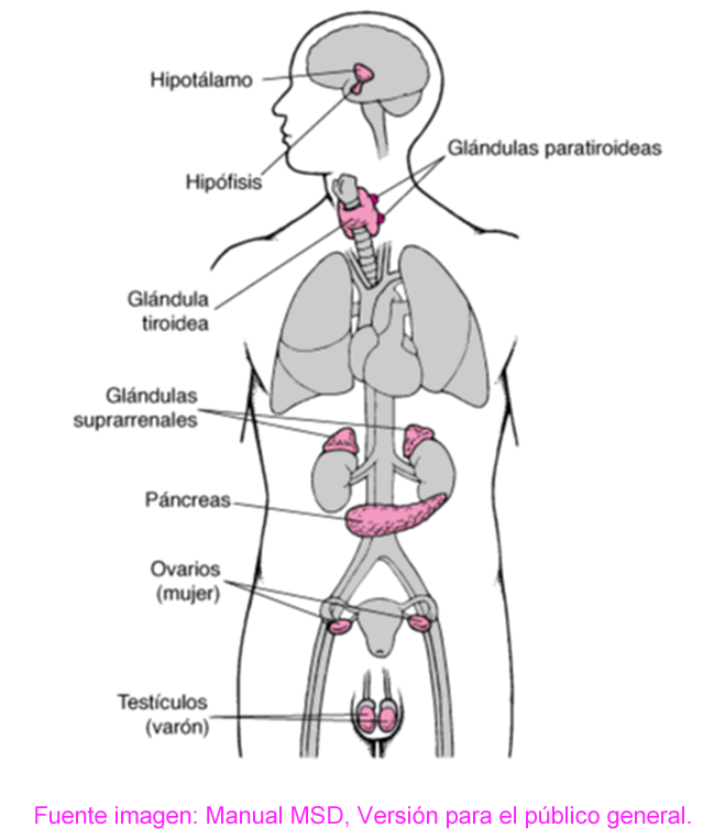 ¿Qué es un Endocrinólogo?